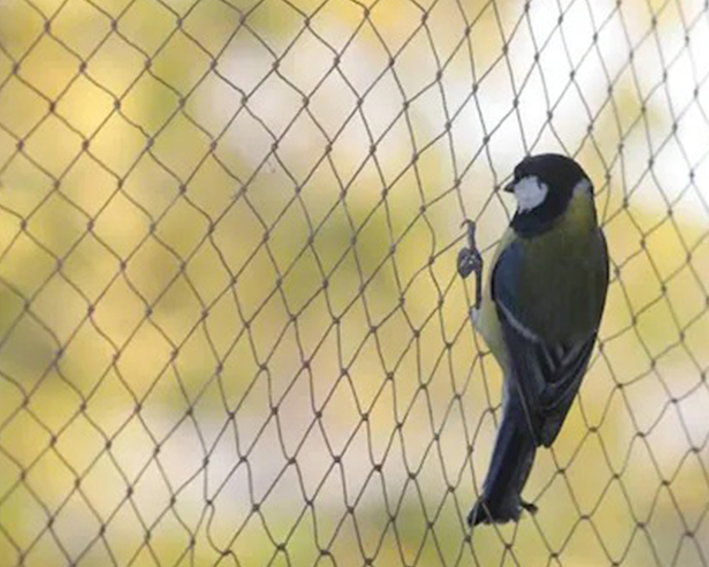 Anti Birds Safety Net