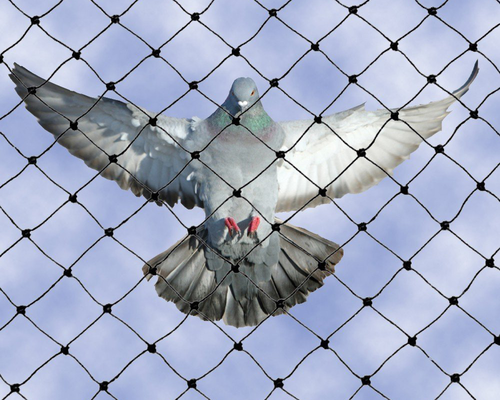 Pigeon Net